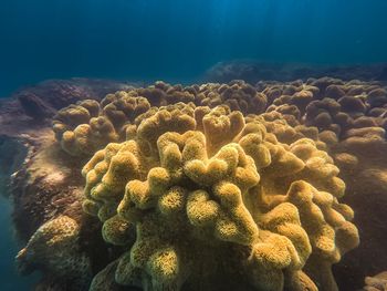 Close-up of coral in sea