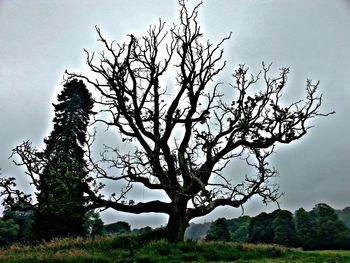 Bare trees on landscape