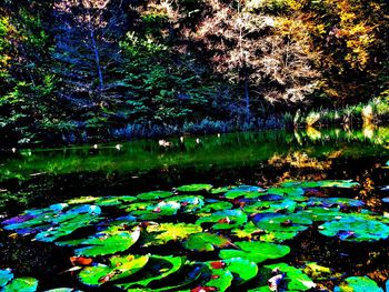 Lotus water lily in pond at forest