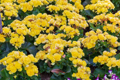 Close-up of yellow flowering plants