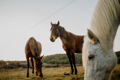 Horse standing on field