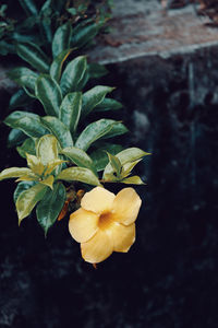 Close-up of yellow flowering plant