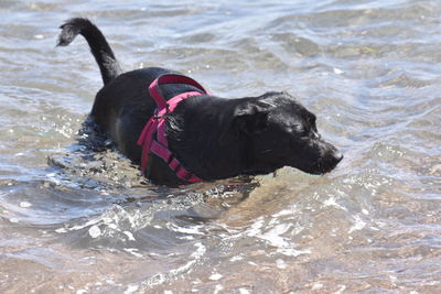 Black dog in a sea