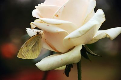 Close-up of white flower