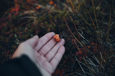 Personal perspective of hand holding orange berry