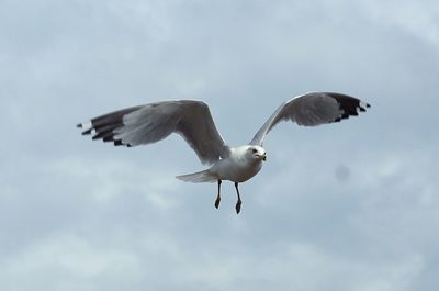 Low angle view of seagull flying