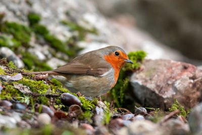 Close-up of bird perching on rock