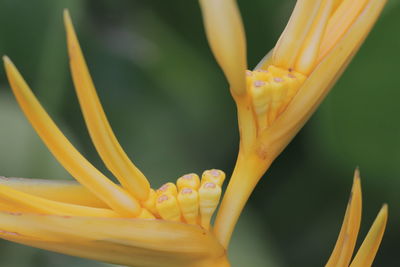 Close-up of yellow flower