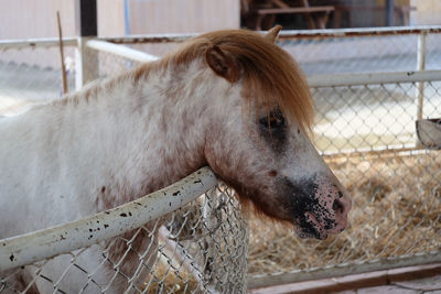 Close-up of horse in ranch