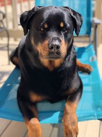 Portrait of dog sitting at home