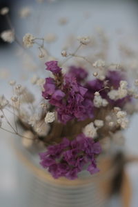 Close-up of pink flowers on plant