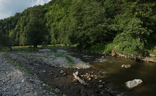 Scenic view of river amidst trees in forest