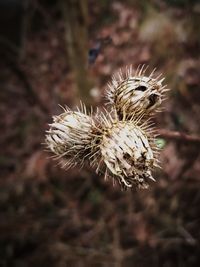 Close-up of flower against blurred background