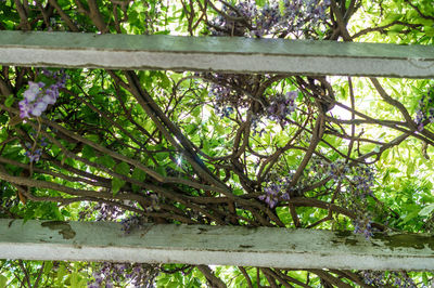 Low angle view of trees