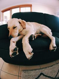 Dog sleeping on sofa at home