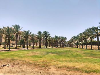 Palm trees on field against clear sky