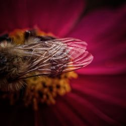 Close-up of insect on flower