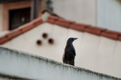 Close-up of bird perching outdoors