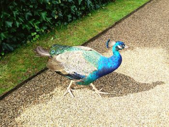 High angle view of peacock on field