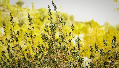 Close-up of yellow flowers blooming in field