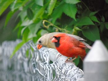 Close-up of bird perching on red leaf