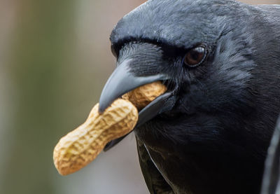 Close-up of bird