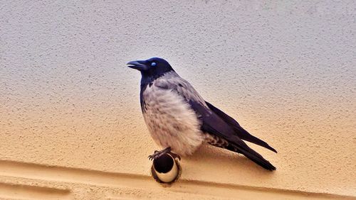Close-up of bird perching outdoors