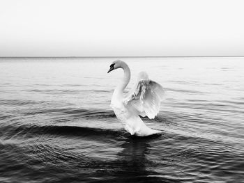 Close-up of swan spreading wings