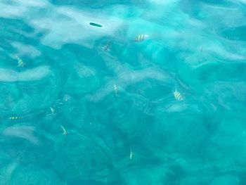 Jellyfish swimming in sea