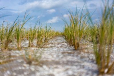 Surface level of grass on field against sky