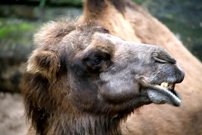 Close-up of an animal