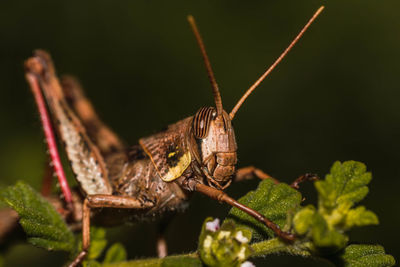 Close-up of insect on leaf