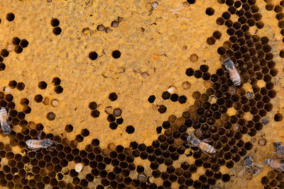 Full frame shot of bees on honeycomb