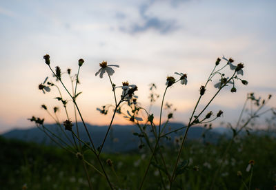 Close-up of flowering plants on field against sky