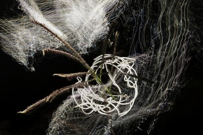 Close-up of spider web against black background