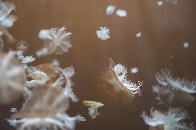 Close-up of jellyfish in water