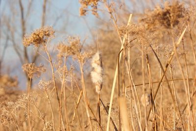 Close-up of wheat field