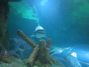 Underwater view of sea