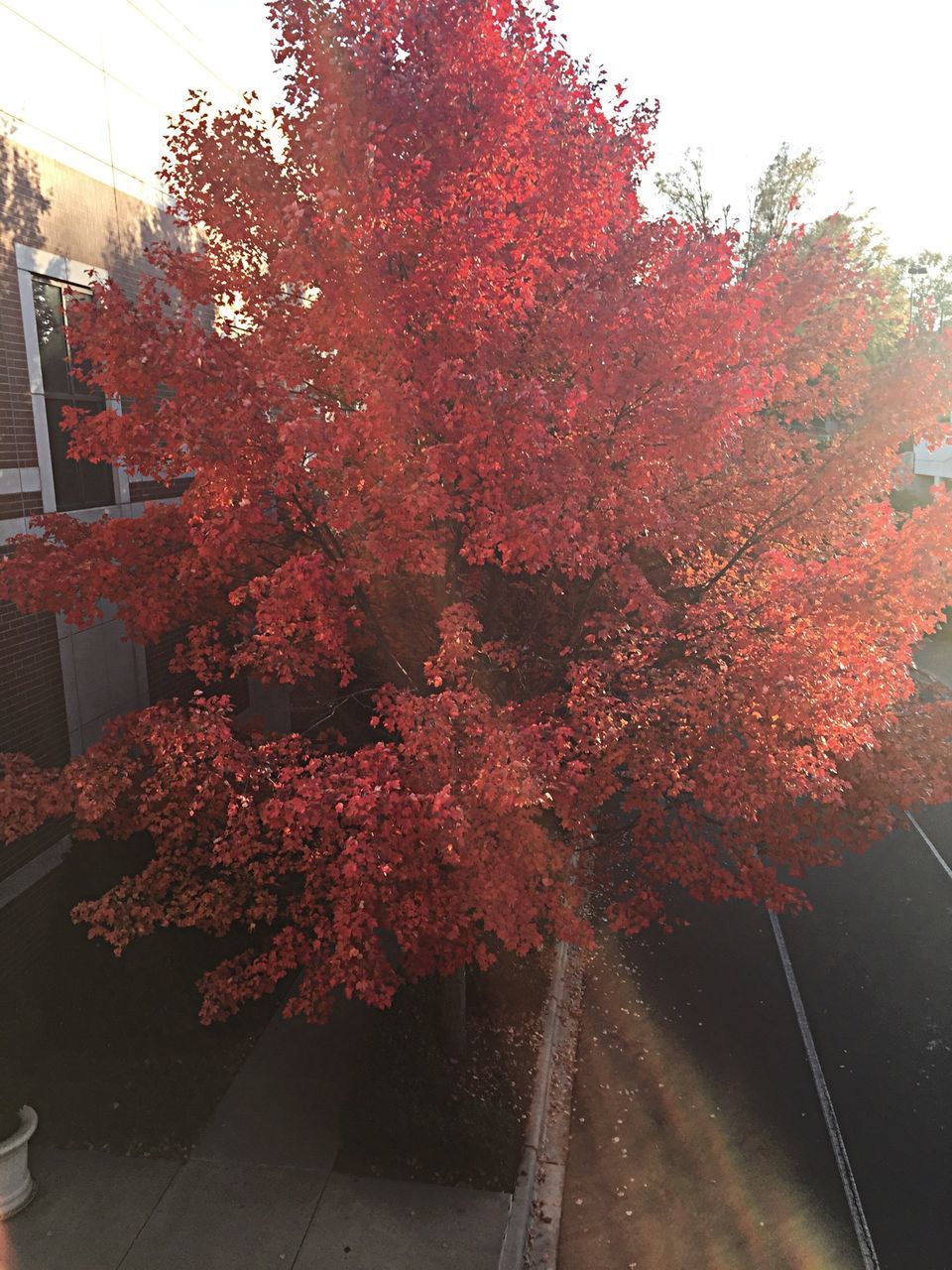 tree, red, growth, flower, transportation, built structure, clear sky, building exterior, nature, day, architecture, autumn, outdoors, branch, sunlight, no people, plant, city, season, change