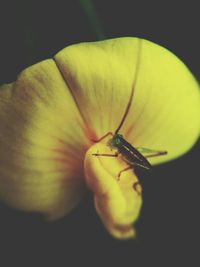 Close-up of insect on flower