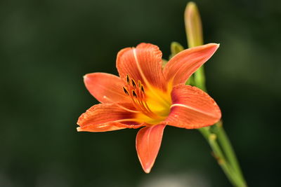 Close-up of orange lily blooming outdoors