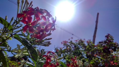 Low angle view of flowers blooming against sky