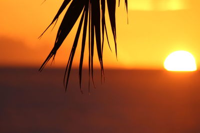 Close-up of silhouette plant against sky during sunset