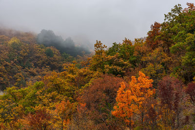 Autumn tree tops in the fog. autumn colorful background with colorful trees.