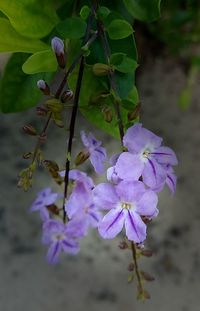 Close-up of purple flowers