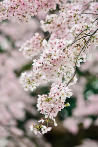 Low angle view of cherry blossom tree against sky