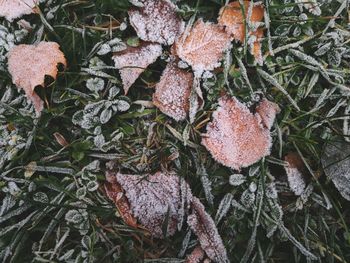 Close-up of frozen plants