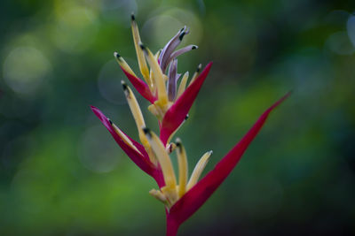 Close-up of pink flower