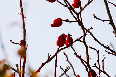 Low angle view of red berries on tree