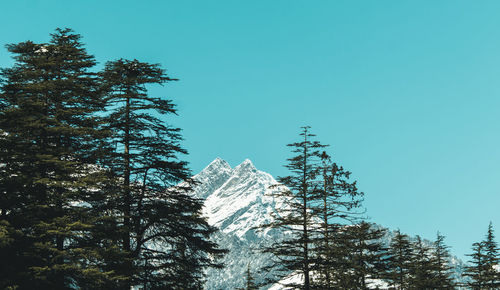 Low angle view of trees against sky during winter